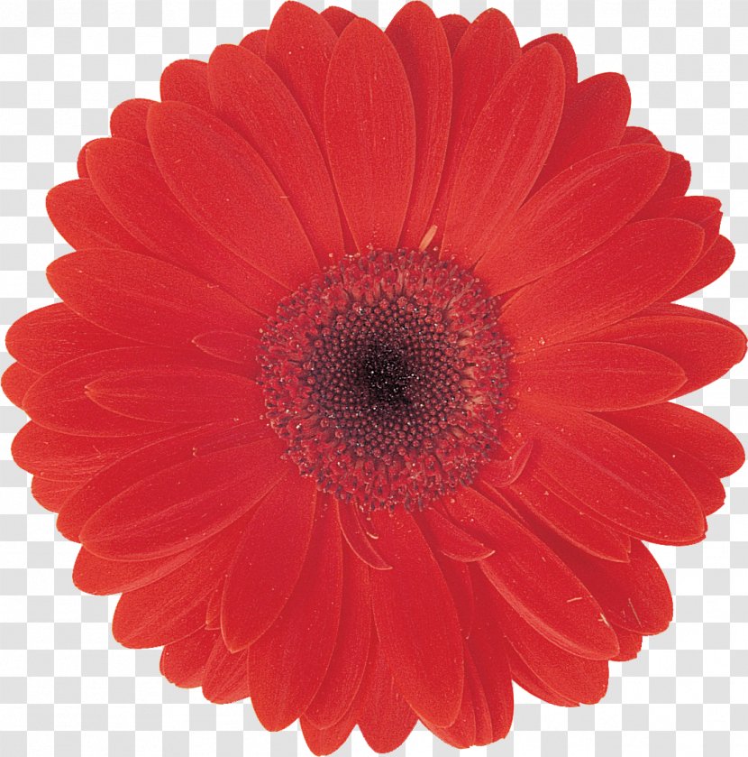 Transvaal Daisy Color Burgundy Red Blue - Flowering Plant Transparent PNG