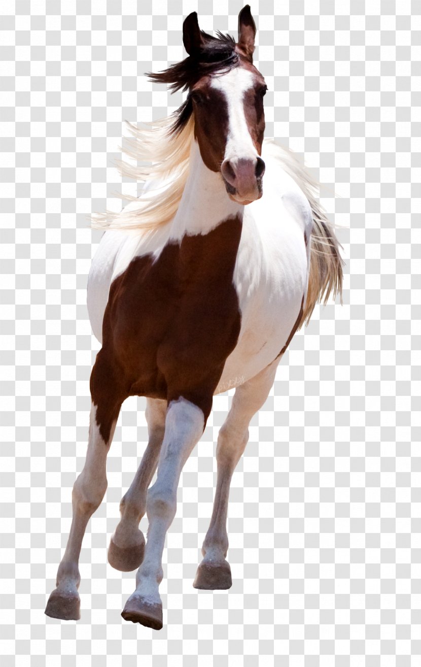 Mustang American Paint Horse Standing - Mare Transparent PNG