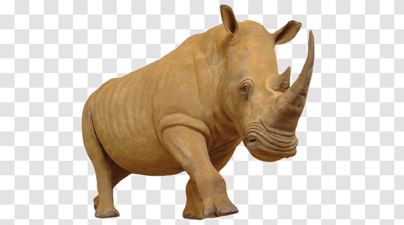 Rhinoceros Hippopotamus Horn Elephant - Snout Transparent PNG