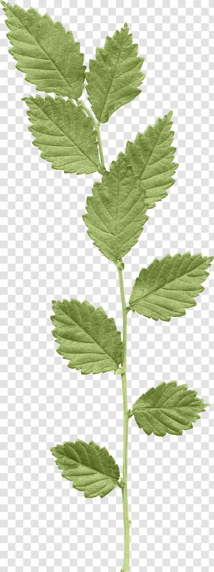 Herbalism Scrapbooking Supercalifragilisticexpialidocious Plant Stem - Green Leaves Transparent PNG