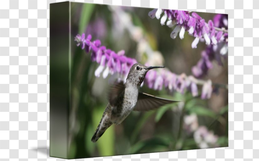 Fauna Hummingbird M Nectar Beak Lavender - Watercolor Transparent PNG