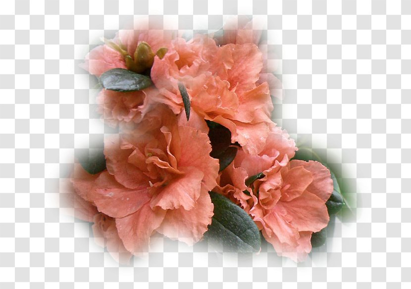 Azalea Rose Family IPhone XR M Invest D.o.o. - Mobile Phones - Flowers And Fans Transparent PNG