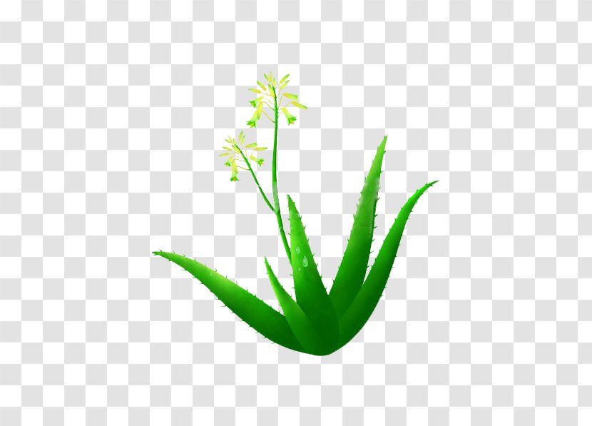 Aloe Vera Illustration - Plant Transparent PNG