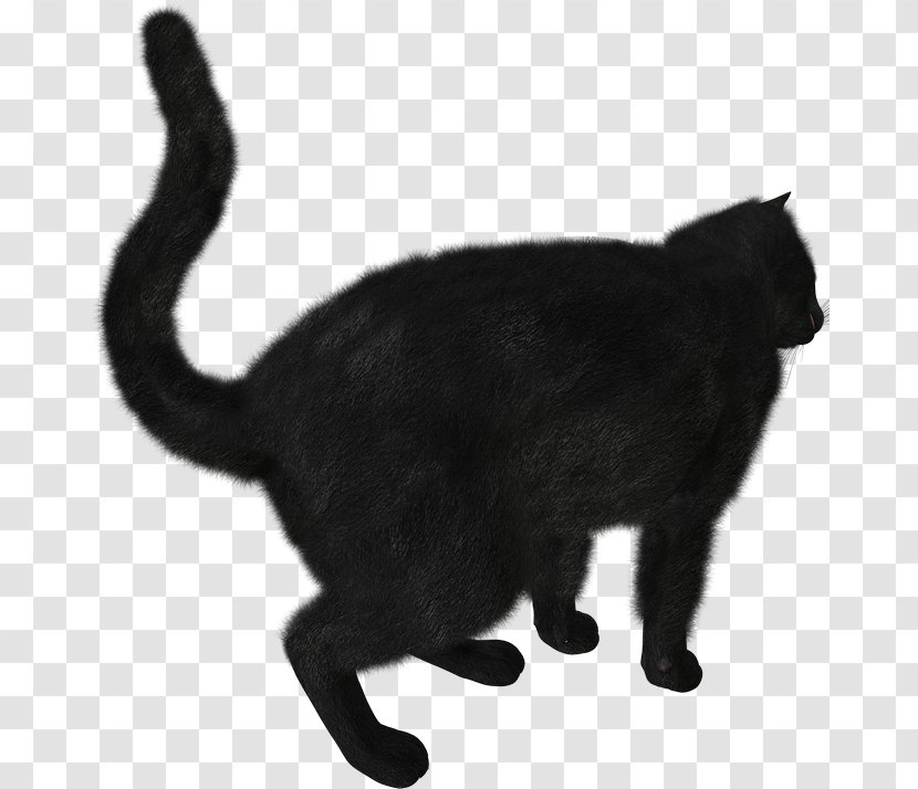 Kitten Black Cat Scottish Fold Clip Art Transparent PNG