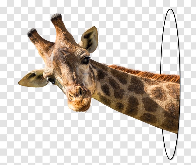 Giraffe Stock Photography Royalty-free - Blue Transparent PNG