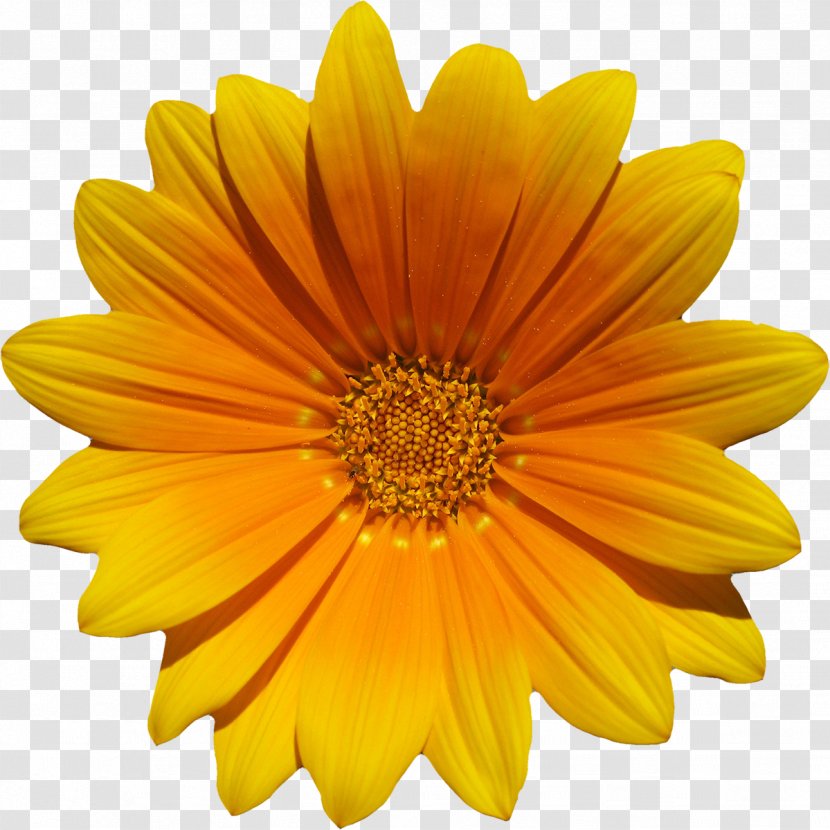 Flower Download Photography - Yellow Flowers Transparent PNG