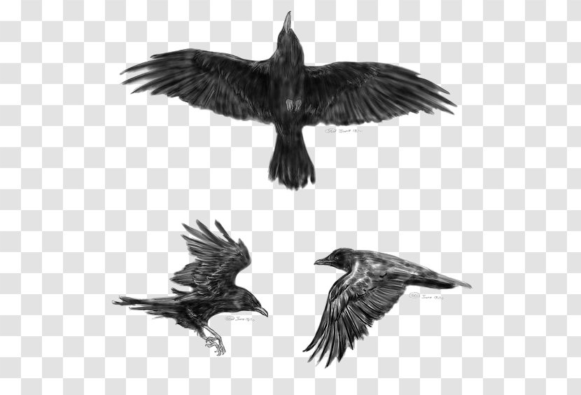 Common Raven Flight Tattoo Idea Little Crow - Monochrome Transparent PNG