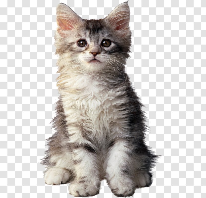 Maine Coon Persian Cat Kitten Dog Food - Asian Semi Longhair Transparent PNG