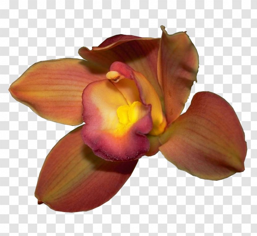 Cattleya Orchids Petal Boat Orchid - 數據 Transparent PNG