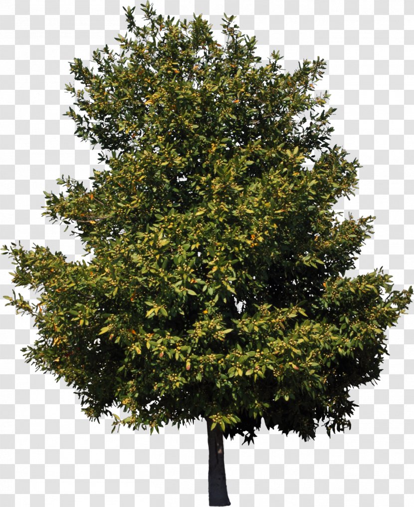 American Sycamore Tree Birch Cedar Clip Art - Bushes Transparent PNG