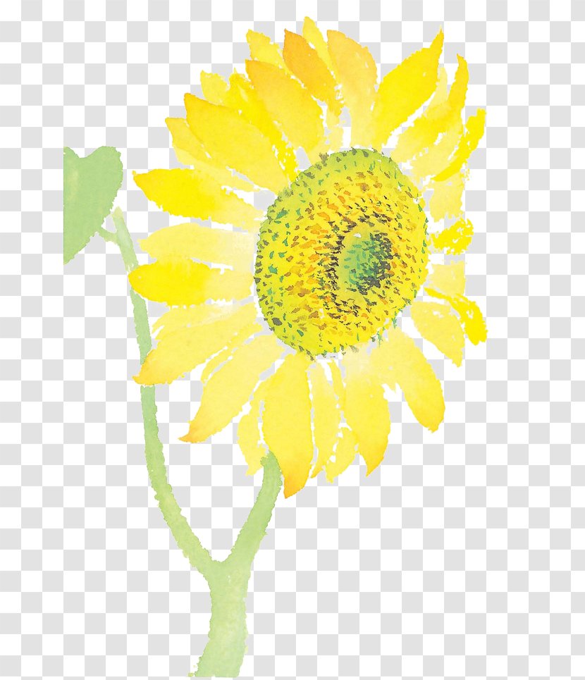 Common Sunflower Cut Flowers - Daisy Family - Hand-painted Transparent PNG
