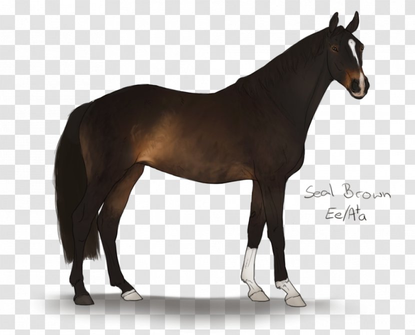 Stallion Andalusian Horse Fjord Mustang Arabian Transparent PNG