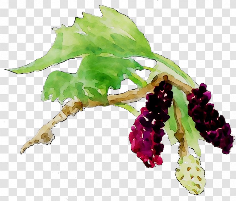 Grape - Currant - Grapevine Family Transparent PNG