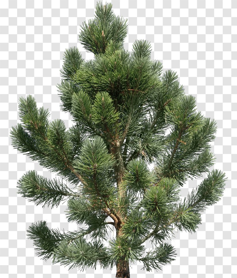Fir Pine Tree - Woody Plant - Fir-tree Image Transparent PNG