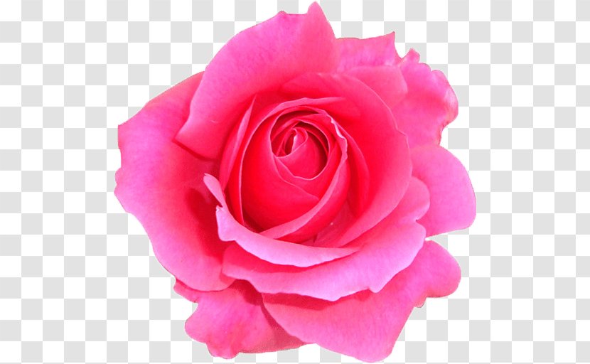 Garden Roses Window Box Cabbage Rose Floribunda Health - Positive Thinking Transparent PNG