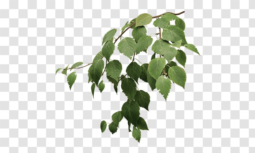 Branch Paper Birch Silver Tree Twig - Grove Fantasy Transparent PNG