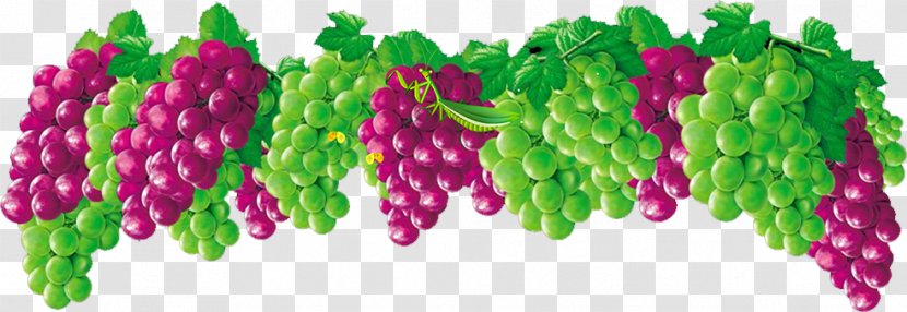 Fruit Grape Gratis Food - Magenta Transparent PNG