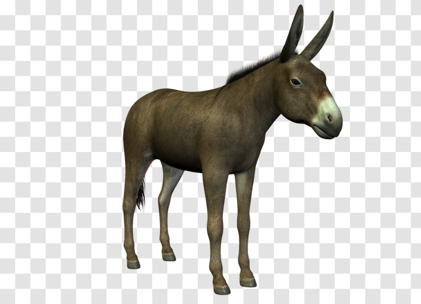 Mule Donkey Ukraine Allbiz Price - Mane - Burro Transparent PNG