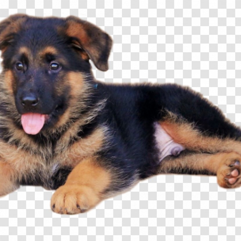 German Shepherd Puppy White Dog Breed Pet Transparent PNG