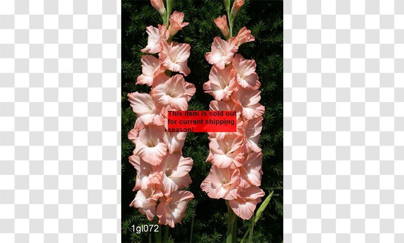 Gladiolus Pink Rose Birth Flower Iris Family - Petal Transparent PNG