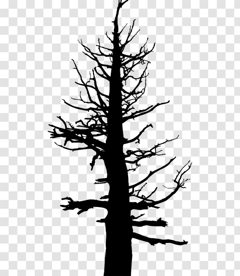 Tree Trunk Drawing - Jack Pine - Spruce Houseplant Transparent PNG