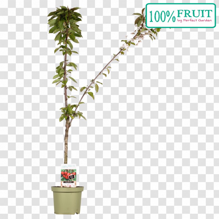 Flowerpot Houseplant Evergreen Leaf Shrub Transparent PNG