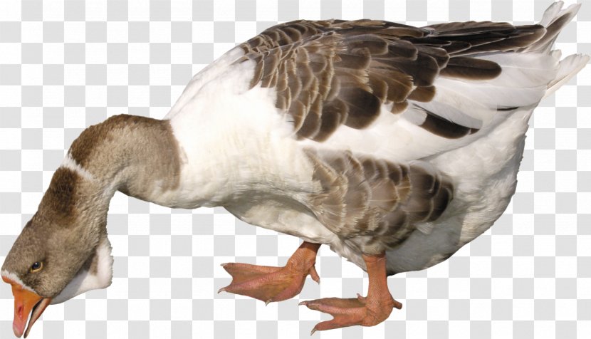 Goose Duck Image File Formats Transparent PNG