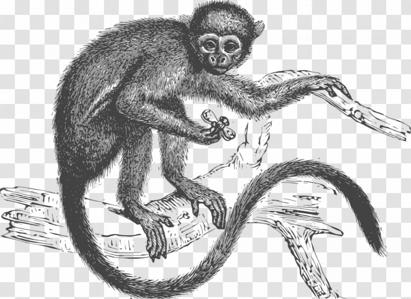 Old World Monkeys Ape Vector Graphics Clip Art - Primate - Monkey Transparent PNG