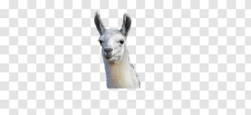 Llama Alpaca Pack Animal Desktop Wallpaper - Love - Information Transparent PNG