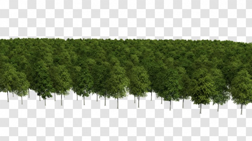 Conifers Biome Vegetation Evergreen Shrub - Conifer - This Exquisite Forest Transparent PNG
