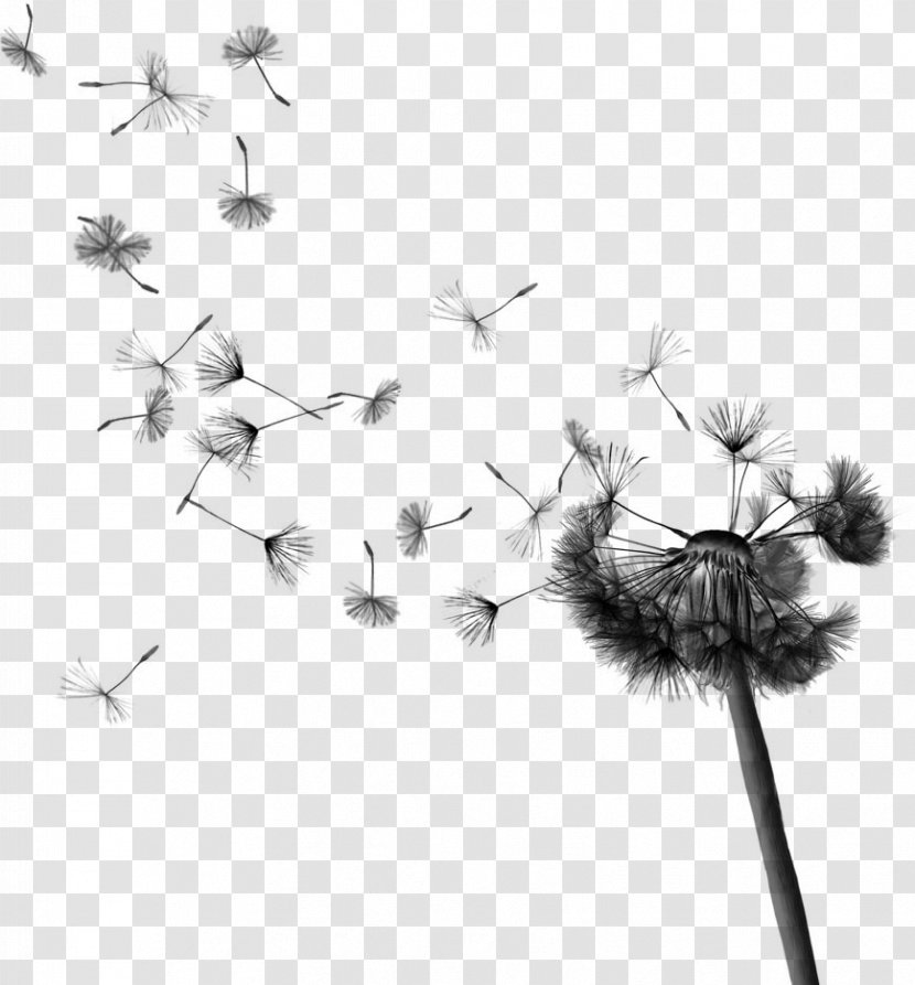 Common Dandelion Drawing Pissenlit - Petal - Seeds Transparent PNG