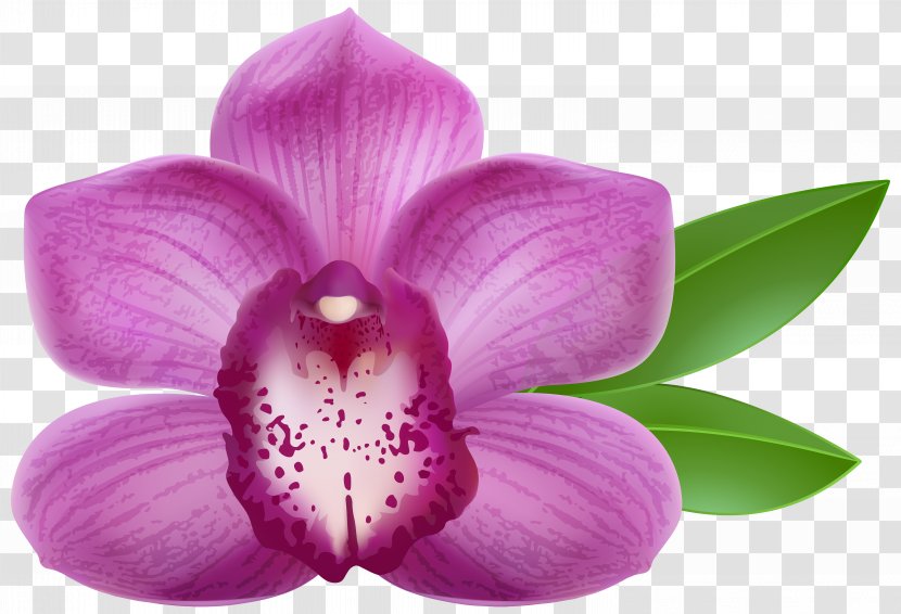 Orchid Purple Clip Art - Petal - Transparent Image Transparent PNG