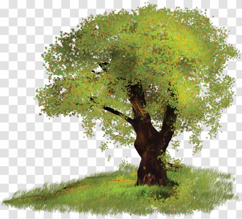 Tree Digital Image Clip Art - Branch - Bush Transparent PNG