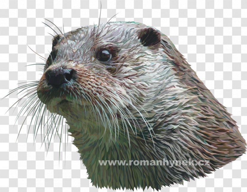 Eurasian Otter Mammal Carnivora Ocelot - South American Coati - Draw Transparent PNG