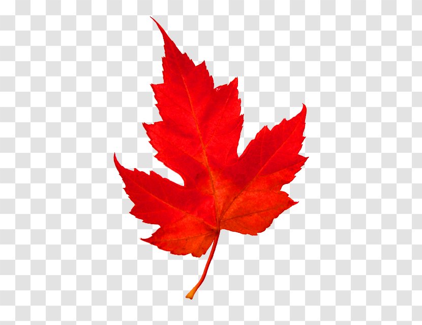 Maple Leaf Woody Plant Tree Transparent PNG