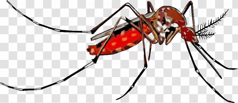 Mosquito Yellow Fever Mosquito Dengue Fever Zika Virus Chikungunya Virus Infection Transparent PNG