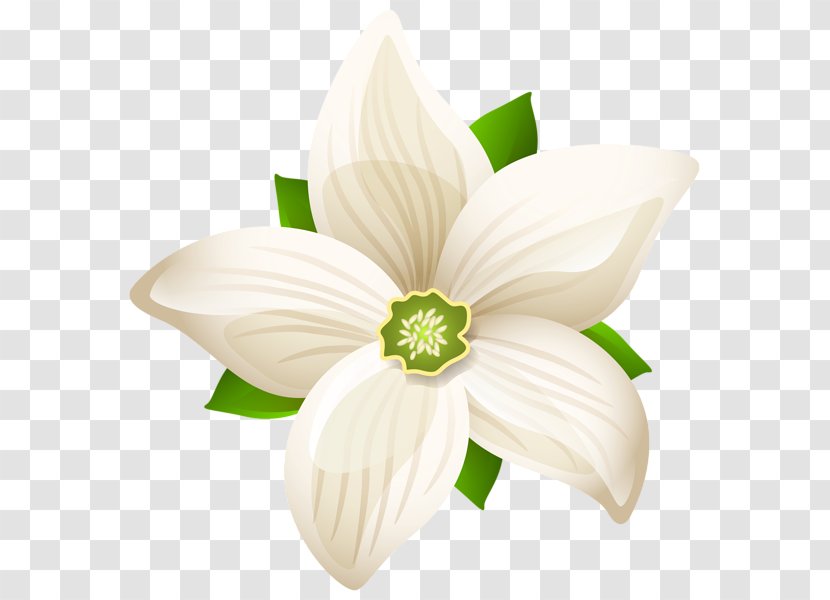 Flower White Clip Art - Amaryllis Family Transparent PNG