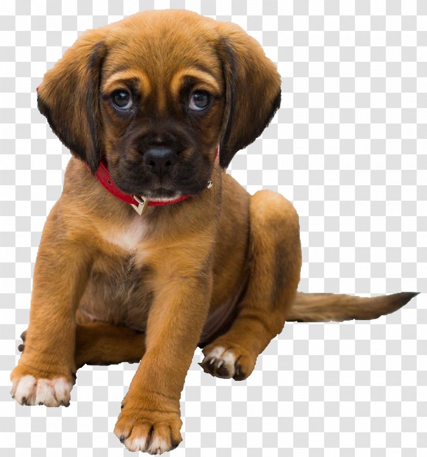 Your Puppy Dog Training Pet Sitting - Puggle - Dogs Transparent PNG