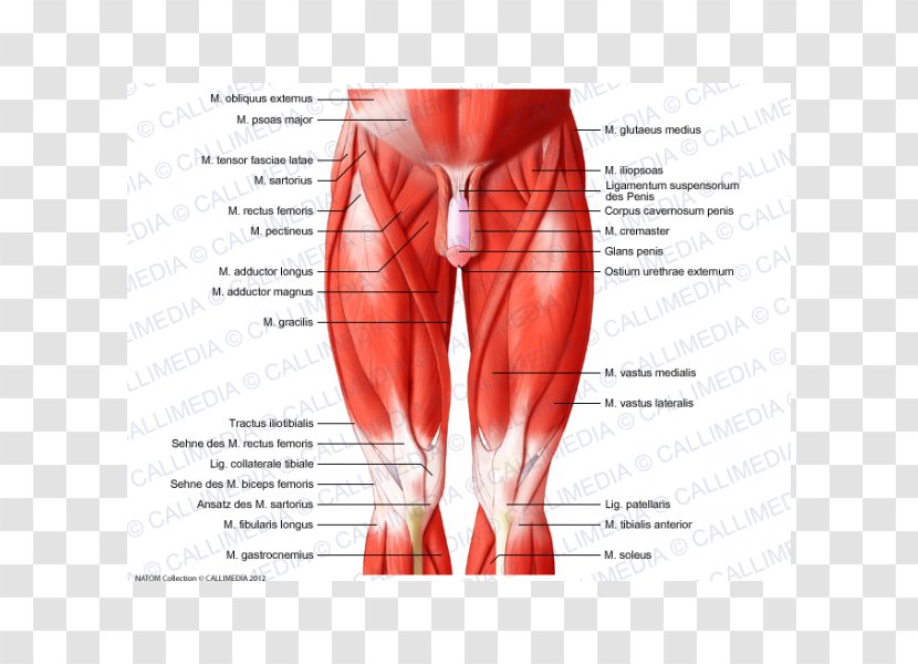 Muscles Of The Hip Knee Muscular System Human Body - Tree - Frame Transparent PNG