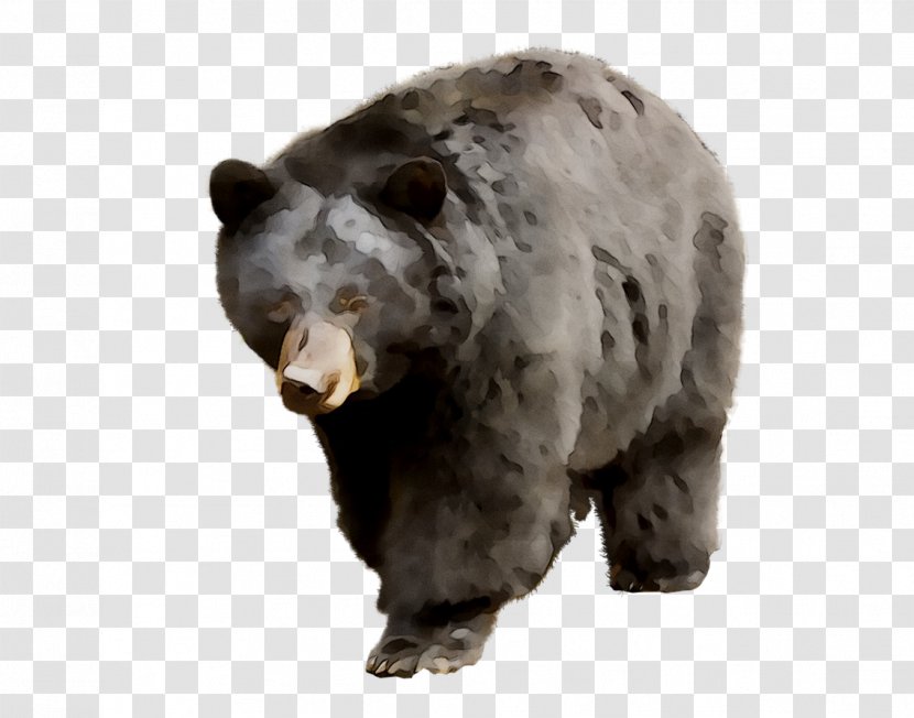 Grizzly Bear American Black Leporids - Animal Figure Transparent PNG