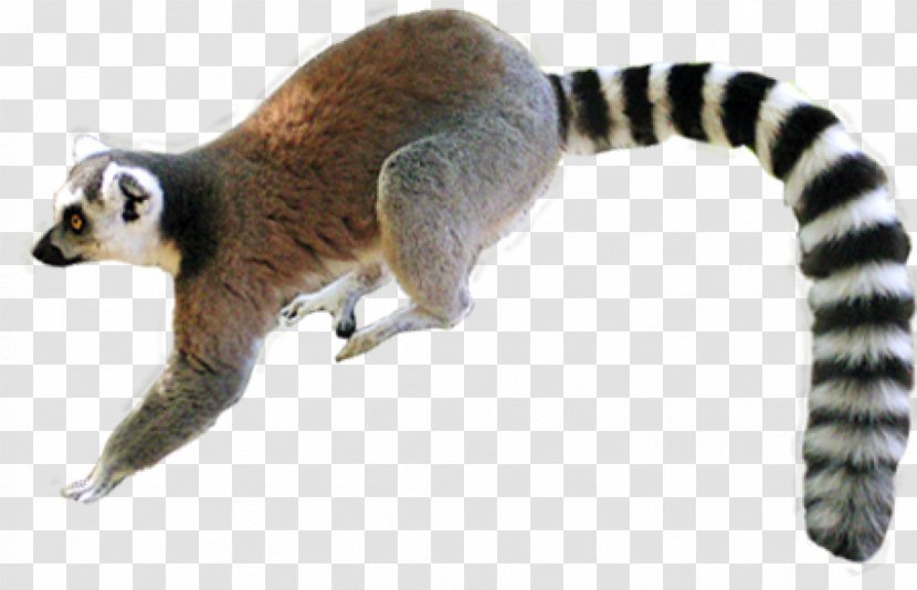 Lemur Primate Reptile Common Iguanas Snake - Bunny Transparent PNG