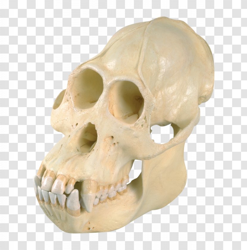 Orangutan Skull Common Chimpanzee Western Gorilla Homo Sapiens - Animal Transparent PNG