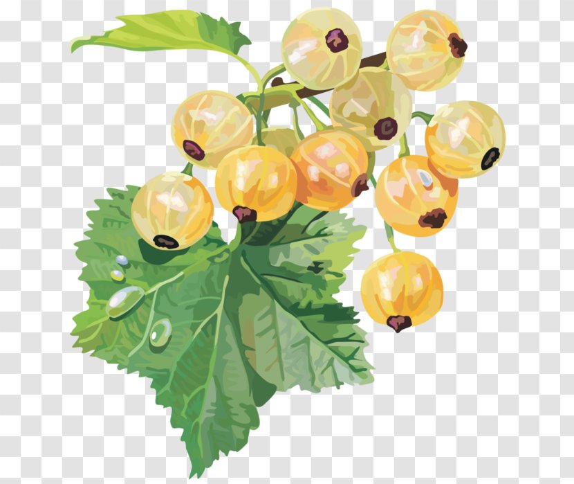 Gooseberry Redcurrant Blackcurrant White Currant - Plant - Ribes Hirtellum Transparent PNG