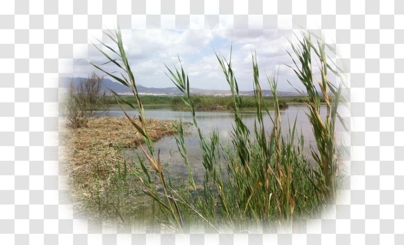 Natural Park Of El Fondo Nature Marsh Elche Transparent PNG