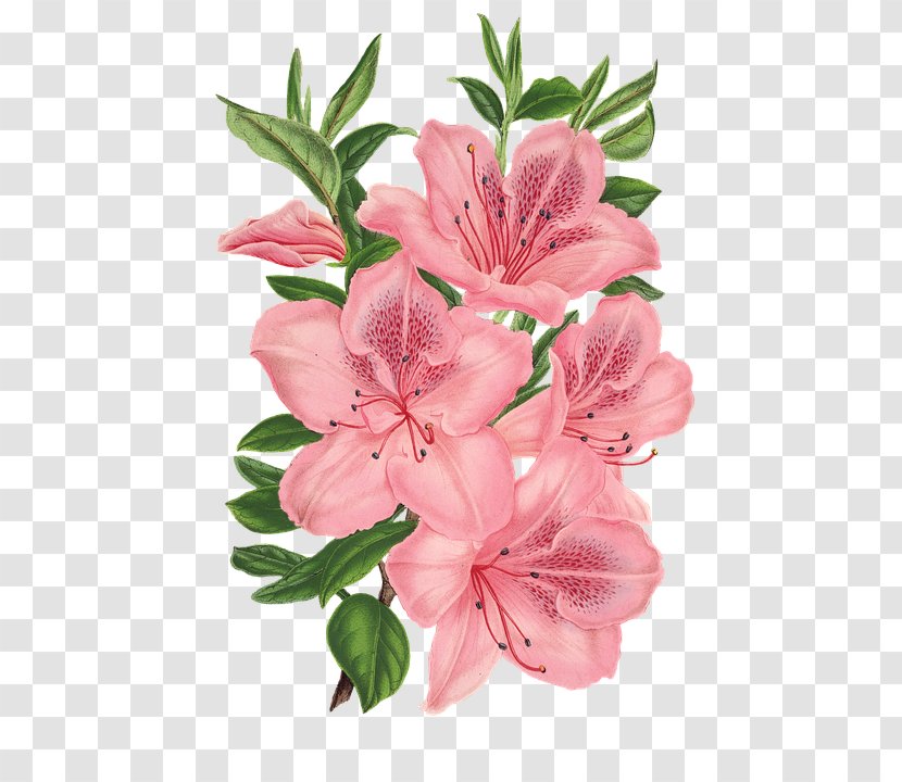 Pink Bunch Drawing Flowers - Flower Transparent PNG