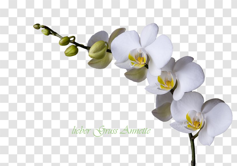 Cut Flowers Artificial Flower Floral Design Transparent PNG
