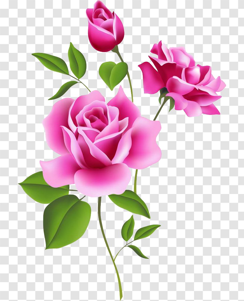 Rose Pink Flower Free Content Clip Art - Garden Roses - Floral Decoration Pattern Transparent PNG