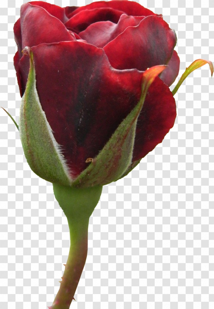 Garden Roses Cabbage Rose Floribunda Cut Flowers Bud - Caring For Transparent PNG
