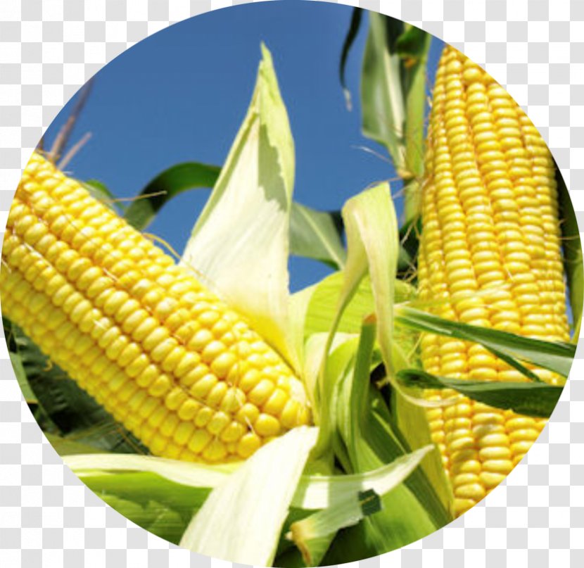 Corn Belt Genetically Modified Maize Agriculture Crop Yield - Fall Armyworm Transparent PNG