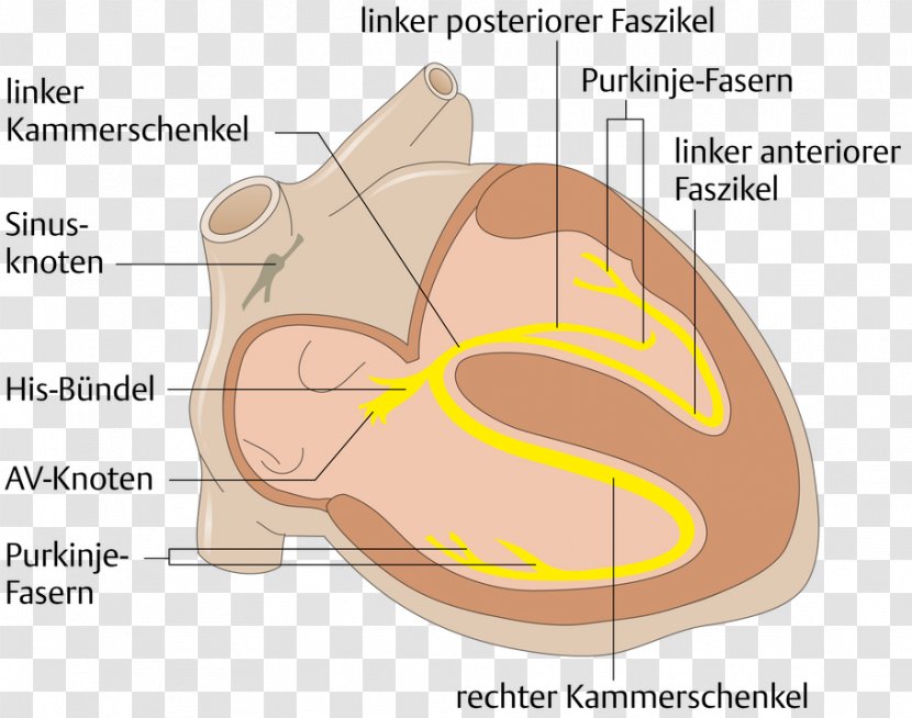 Electrical Conduction System Of The Heart Saltatory Anatomy Bundle His - Cartoon Transparent PNG